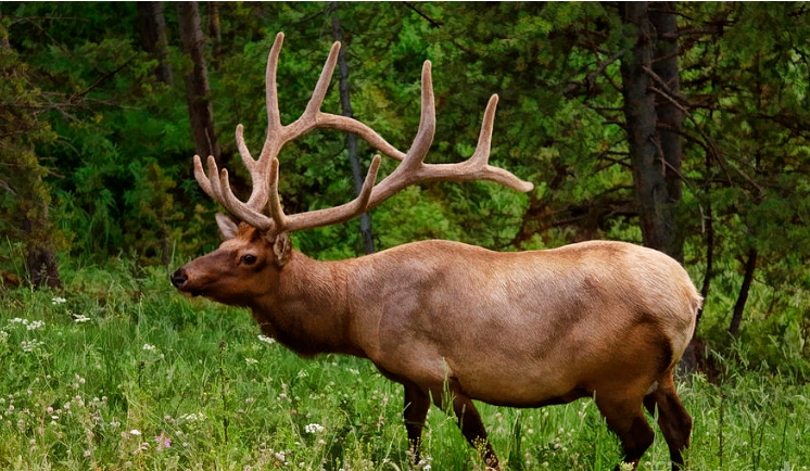 12 point buck images