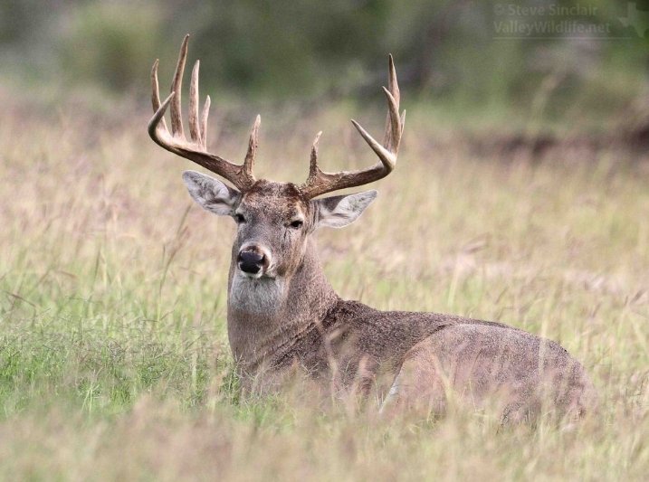 12 point buck images