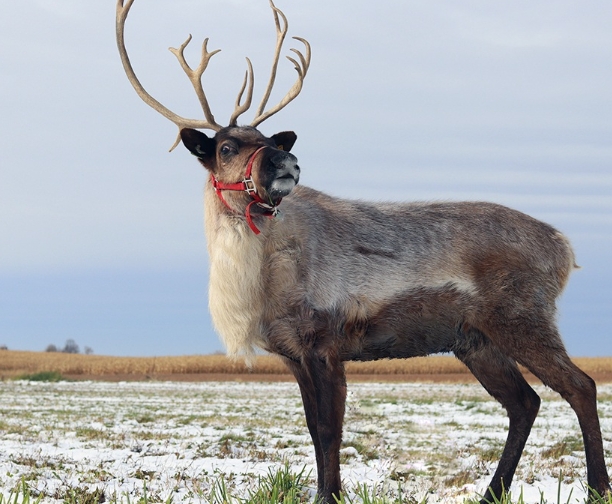 how often do reindeer shed antlers