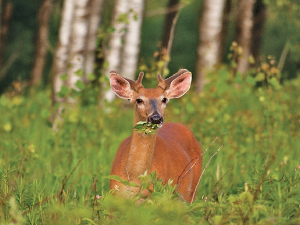 how often deer feed