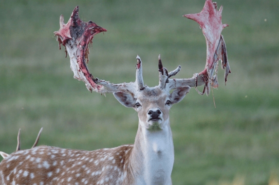 how often deer shed antlers