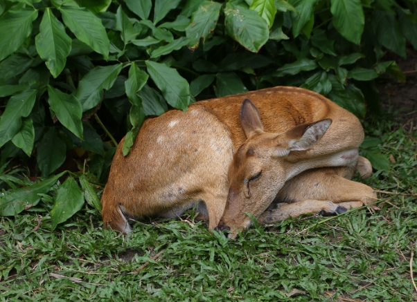 where to deer sleep