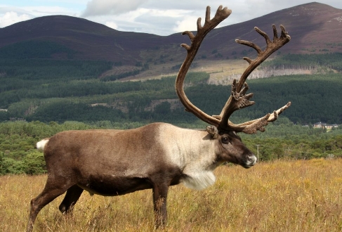 how often do reindeer grow antlers