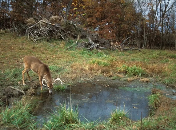 how often deer drink water