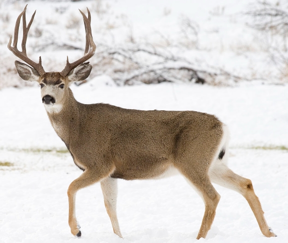 how much deer are in the world