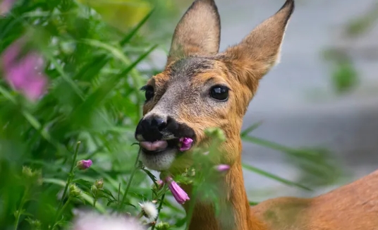 how often deer eat