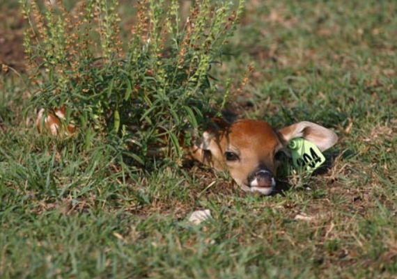 how often deer have babies