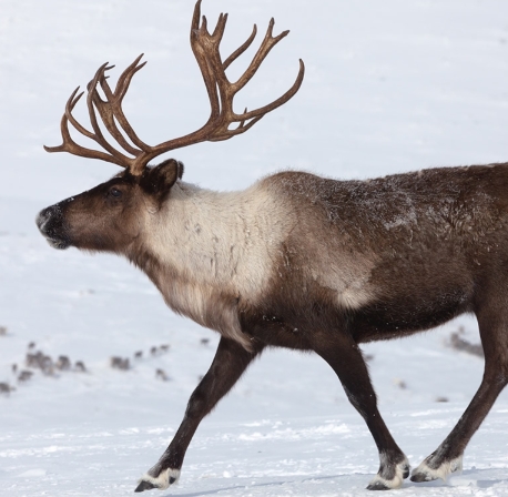 where do reindeer live map