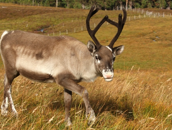 what reindeer eat