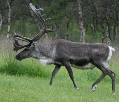 free pictures of reindeer