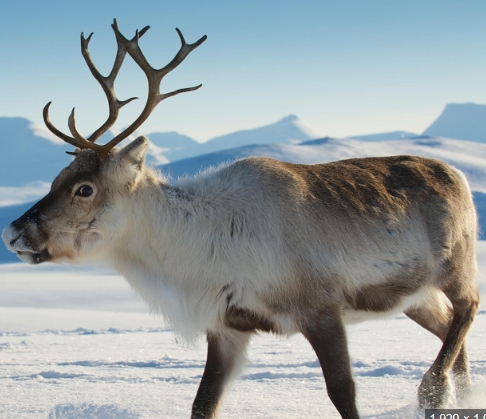 where do most reindeer live