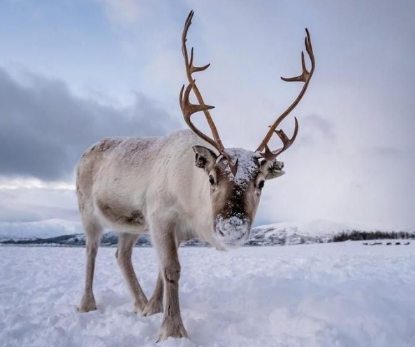 when is santaʼs reindeer