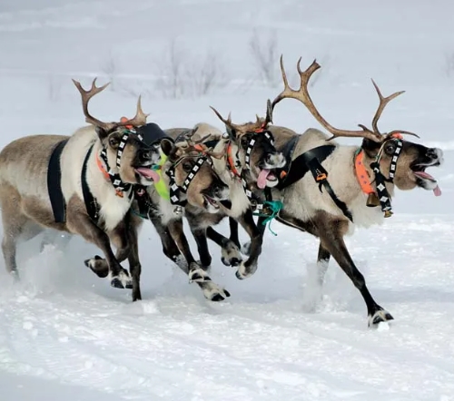 where reindeer are found