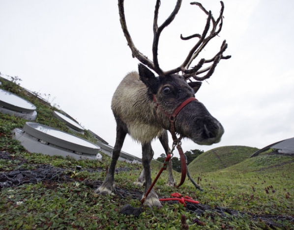 what reindeer is named after thunder