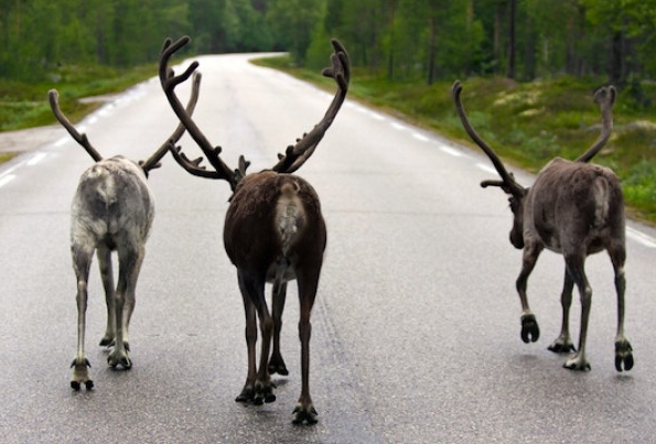 where to reindeer live