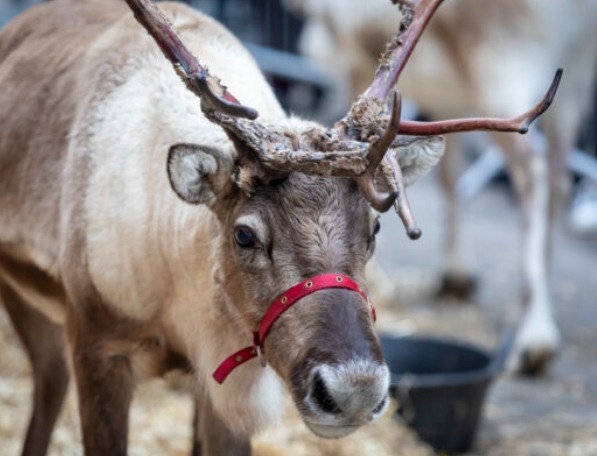 when is reindeer day