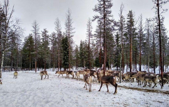 how many reindeer in finland