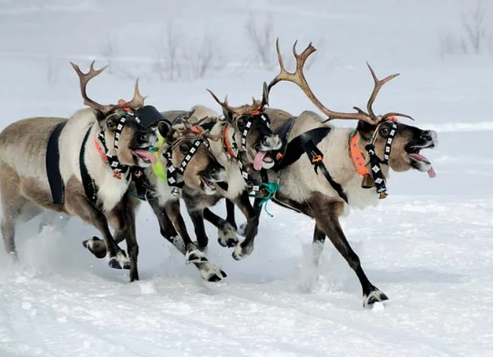 where do reindeer