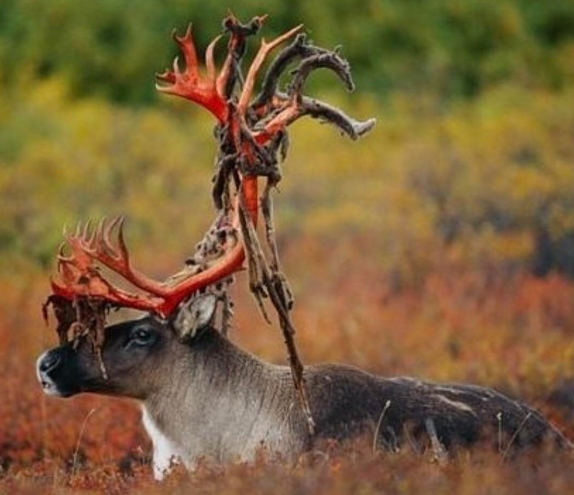 when do reindeer shed their antlers