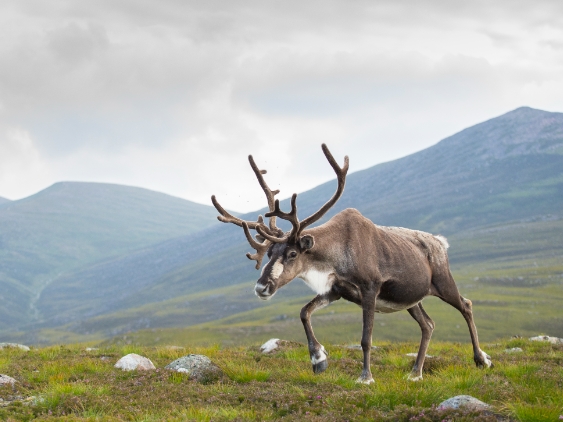 what reindeer have antlers