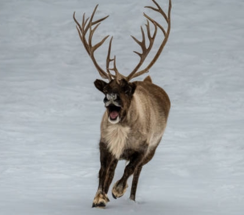 how reindeer run