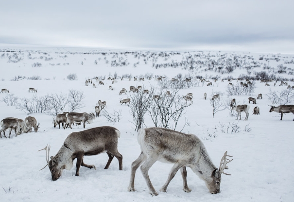 how many reindeer in norway