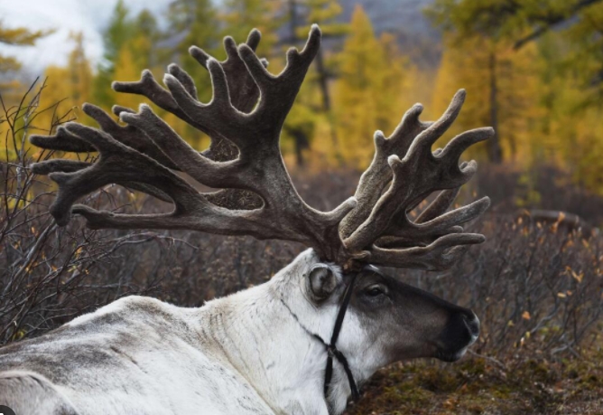 where did reindeer get their name
