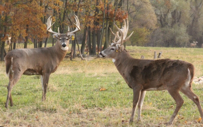 where to deer hunt in michigan