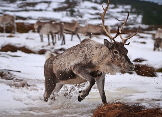 why raise reindeer