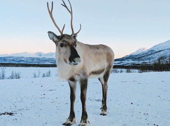 a picture of reindeer