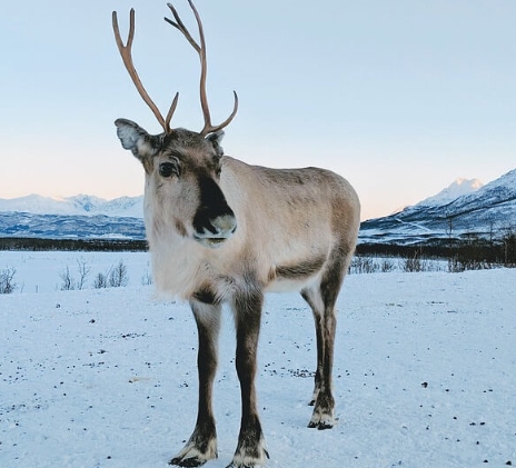 reindeer pictures for christmas