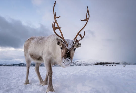 reindeer image