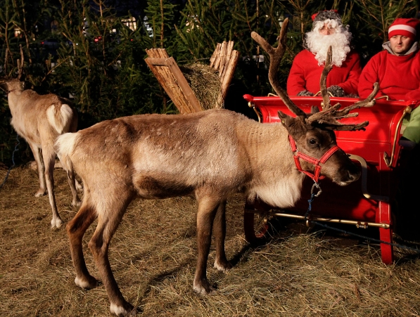 why reindeer for santa sleigh