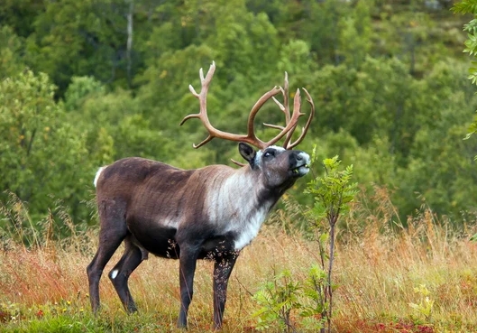 reindeer stock photos