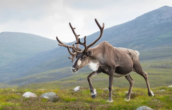 show me a picture of a reindeer