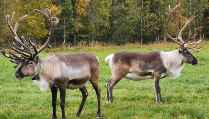 why santaʼs reindeer are female