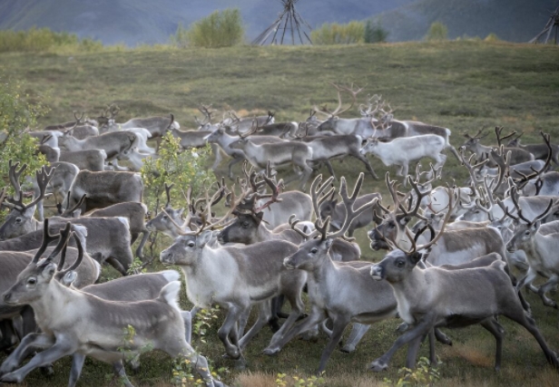 why do reindeer migrate