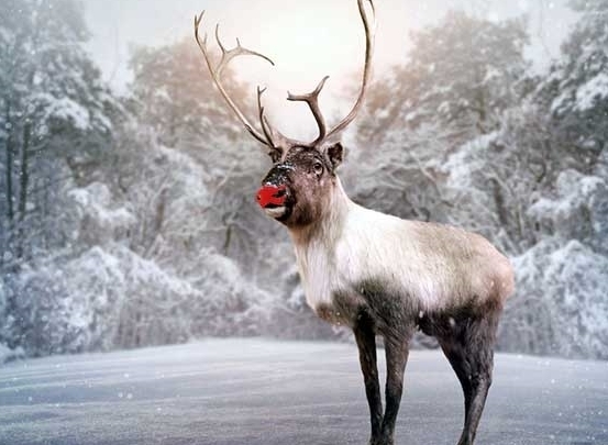 a picture of rudolph