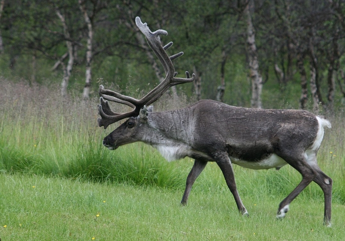 pictures of santaʼs reindeer