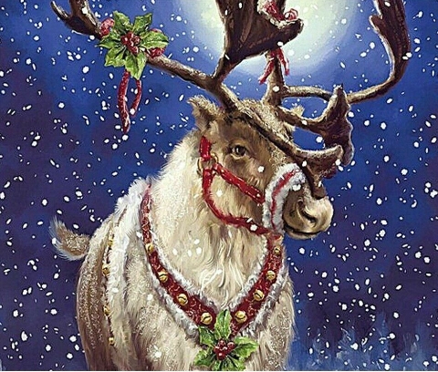 reindeer pictures for christmas