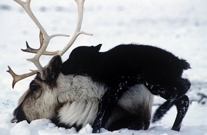 why are reindeer endangered