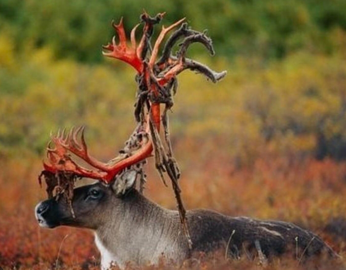 why reindeer shed antlers