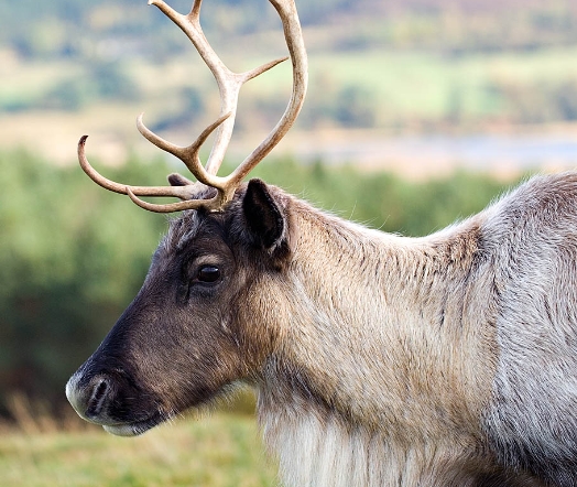 which reindeer helps rudolph fly