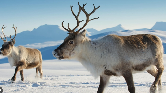 why reindeer are the best