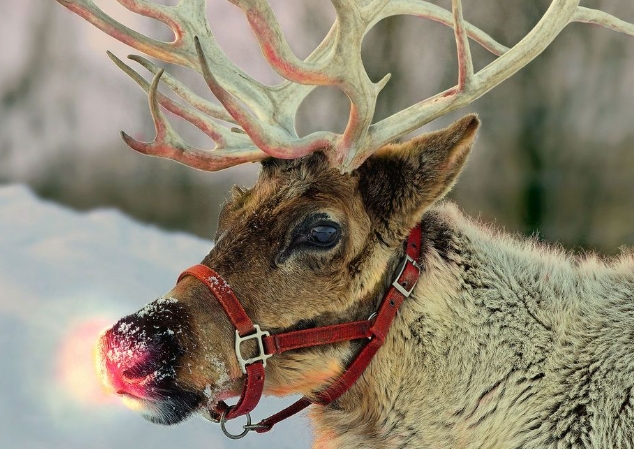 why reindeer have red nose