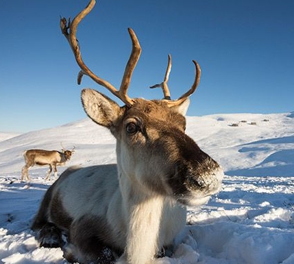 where does reindeer live