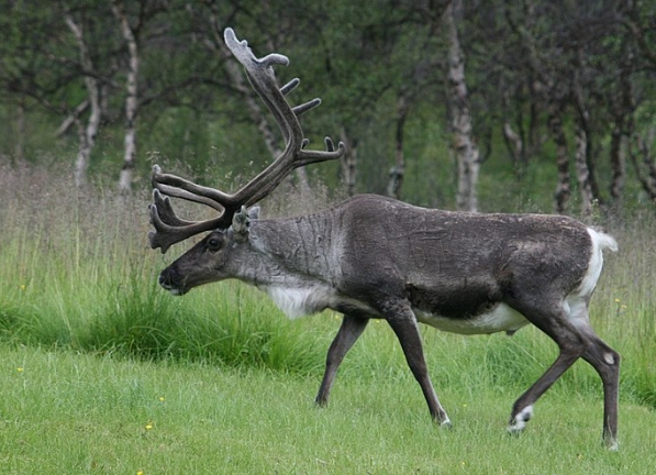 which reindeer have antlers