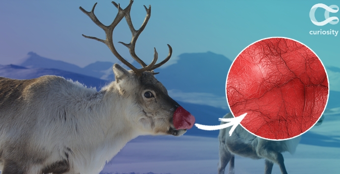 why are reindeer noses red