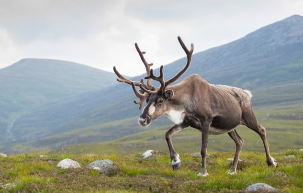 reindeer pictures