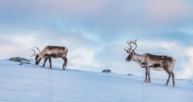 reindeer where to see